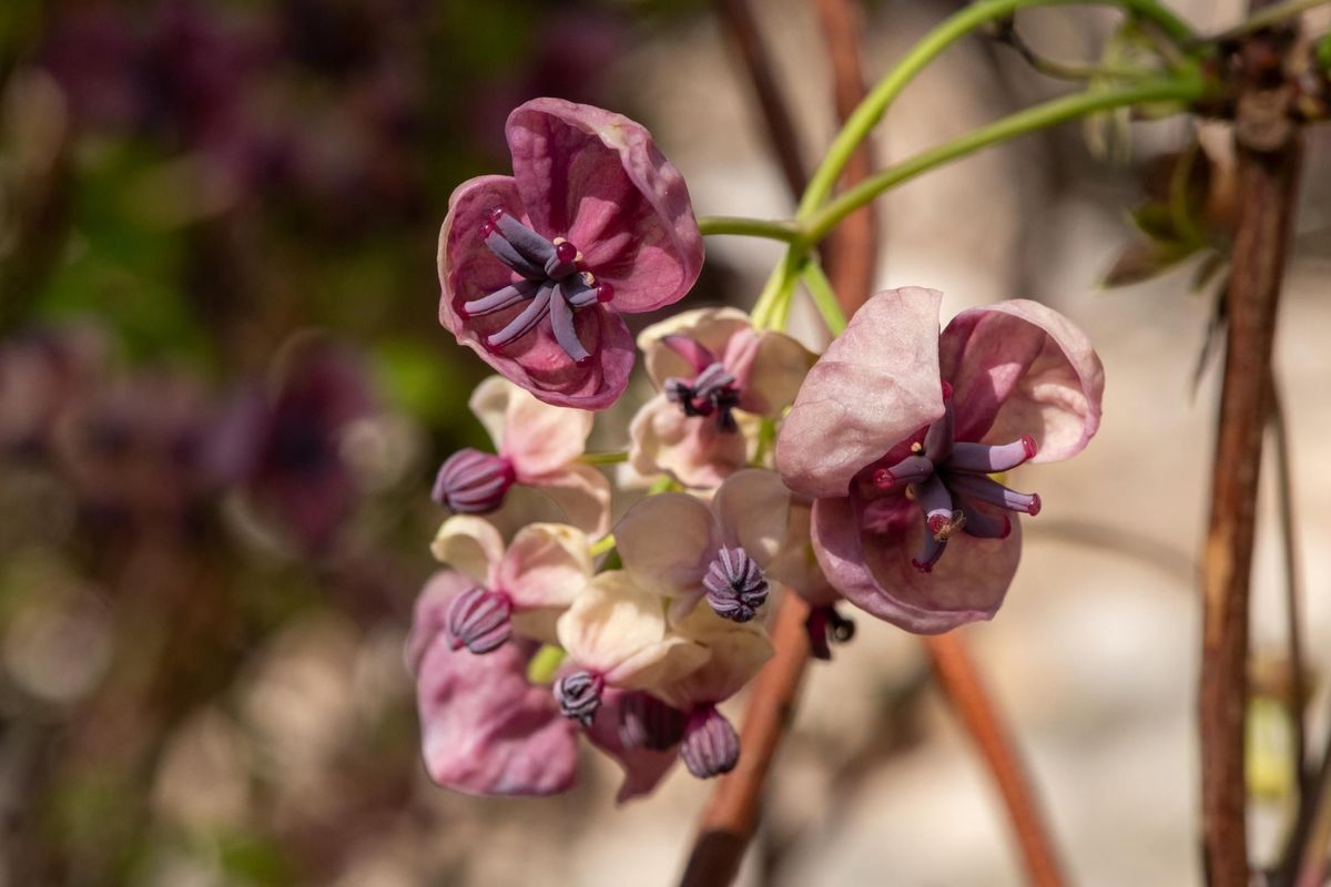 15 Best Creeper Plants for Your Home Garden