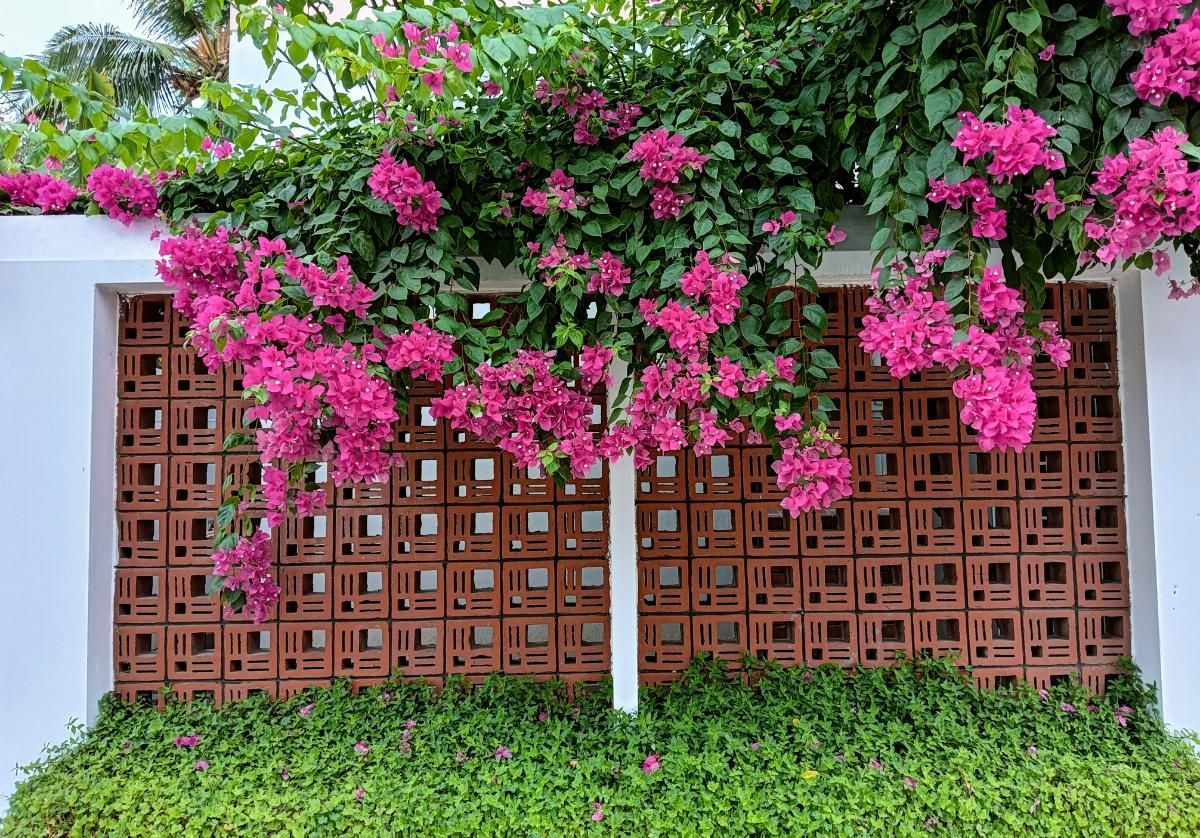 15 Best Creeper Plants for Your Home Garden