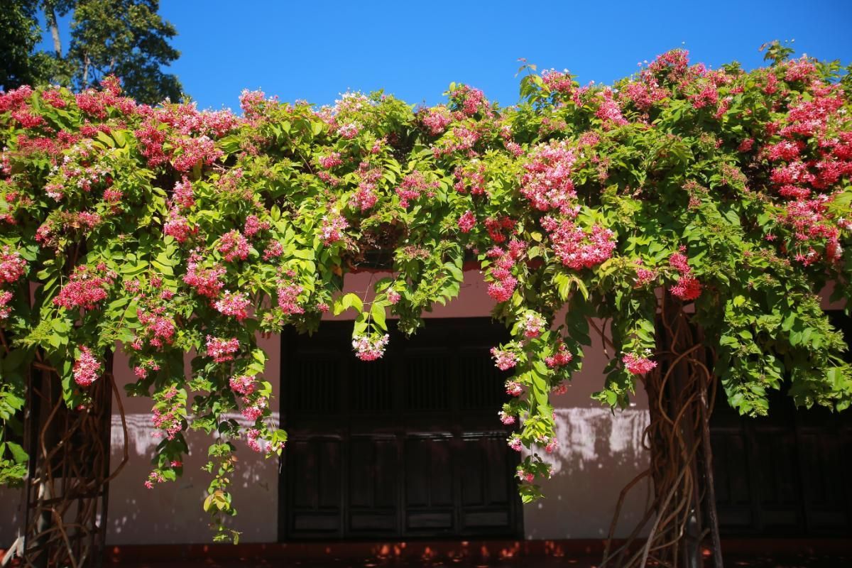 15 Best Creeper Plants for Your Home Garden
