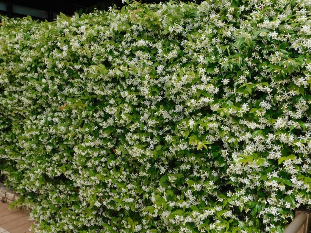 15 Best Creeper Plants for Your Home Garden