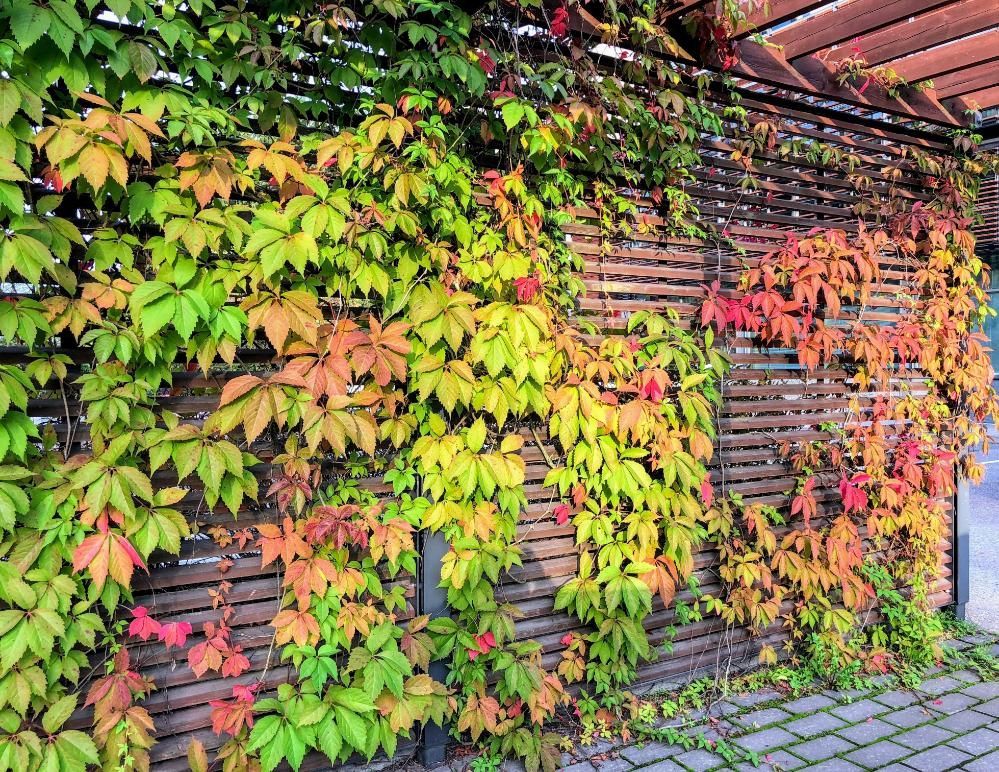 15 Best Creeper Plants for Your Home Garden