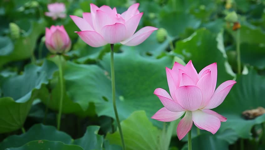 Tong Hop Hinh Anh Hoa Sen Dep Nhat 399 Hinh Anh Hoa Sen Dep Nhat Images