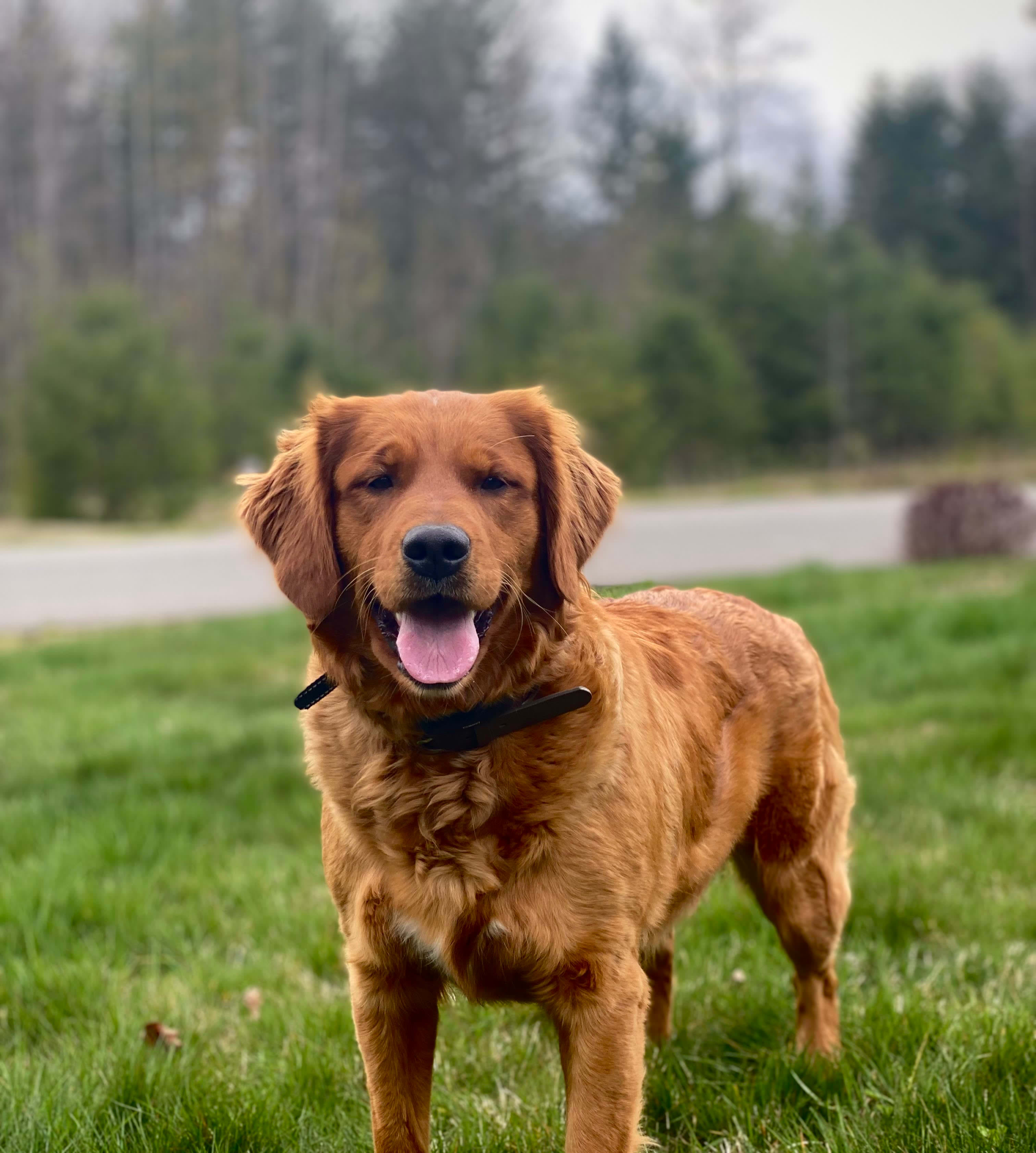 Mia’s puppies - Dark Red Field Golden Retriever - Puget Sound Golden Kennels | Breeder | Lake ...