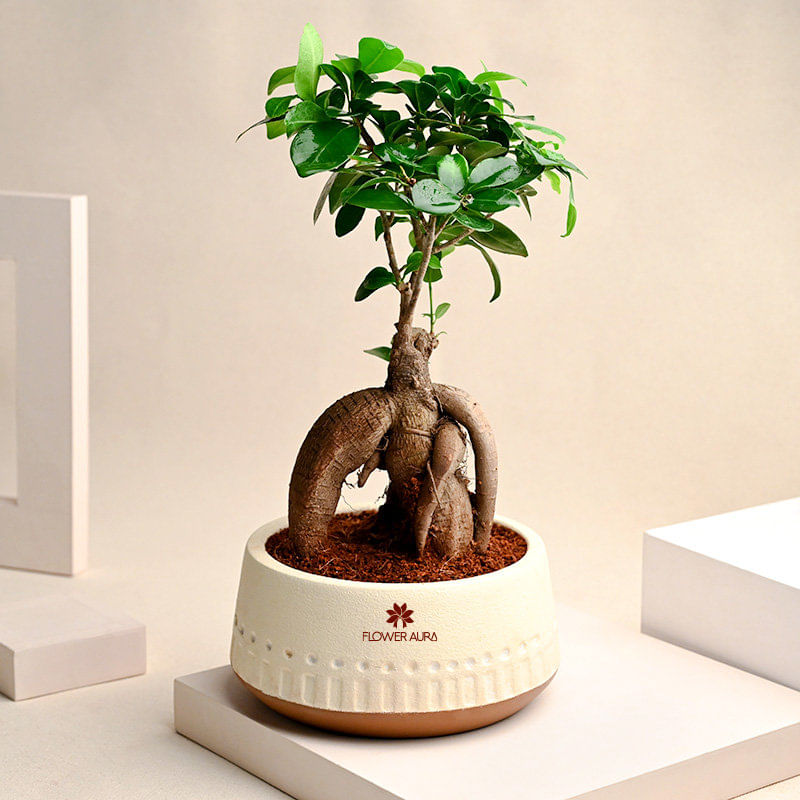 Living Room Plants Online India | Cabinets Matttroy