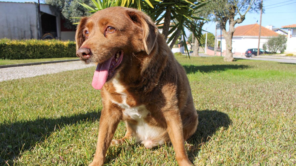 Bobi, World’s Oldest Dog Ever, Dies Aged 31