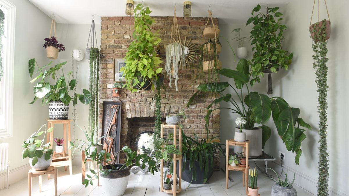 Indoor Plants India Living Room | Cabinets Matttroy
