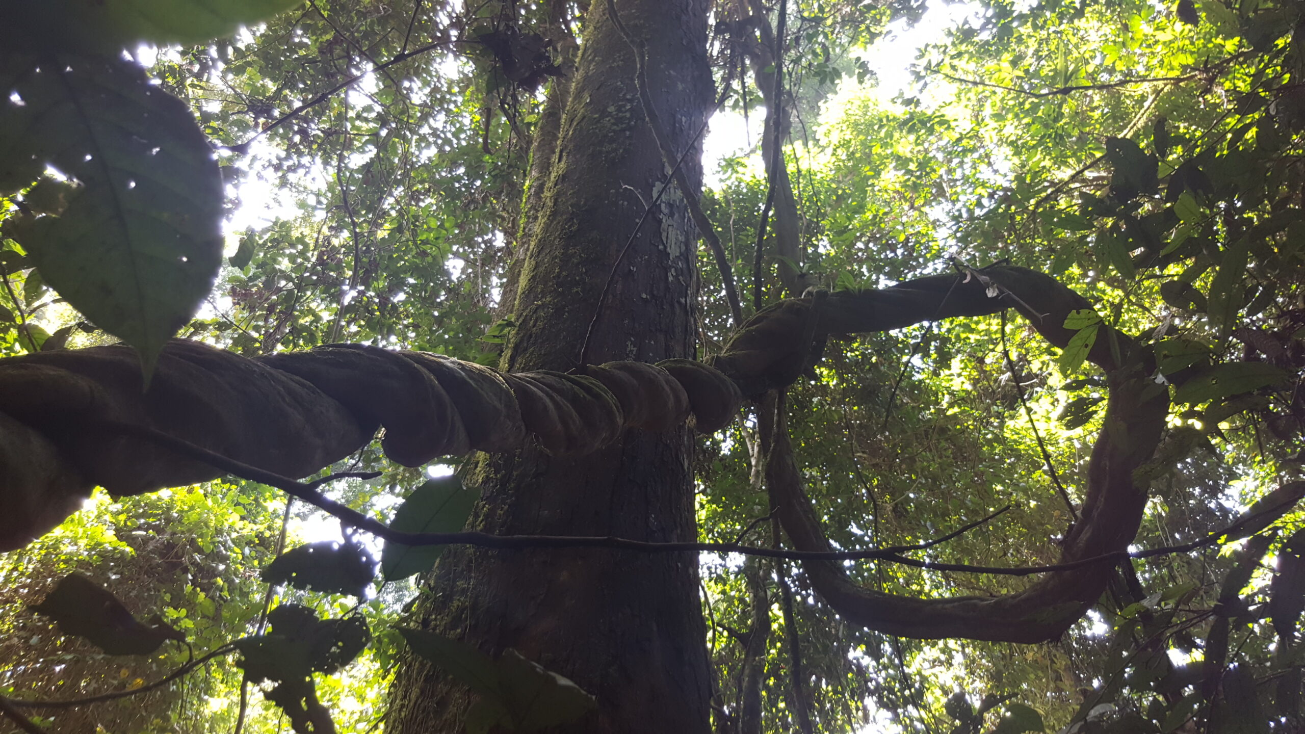 Lianas Tree