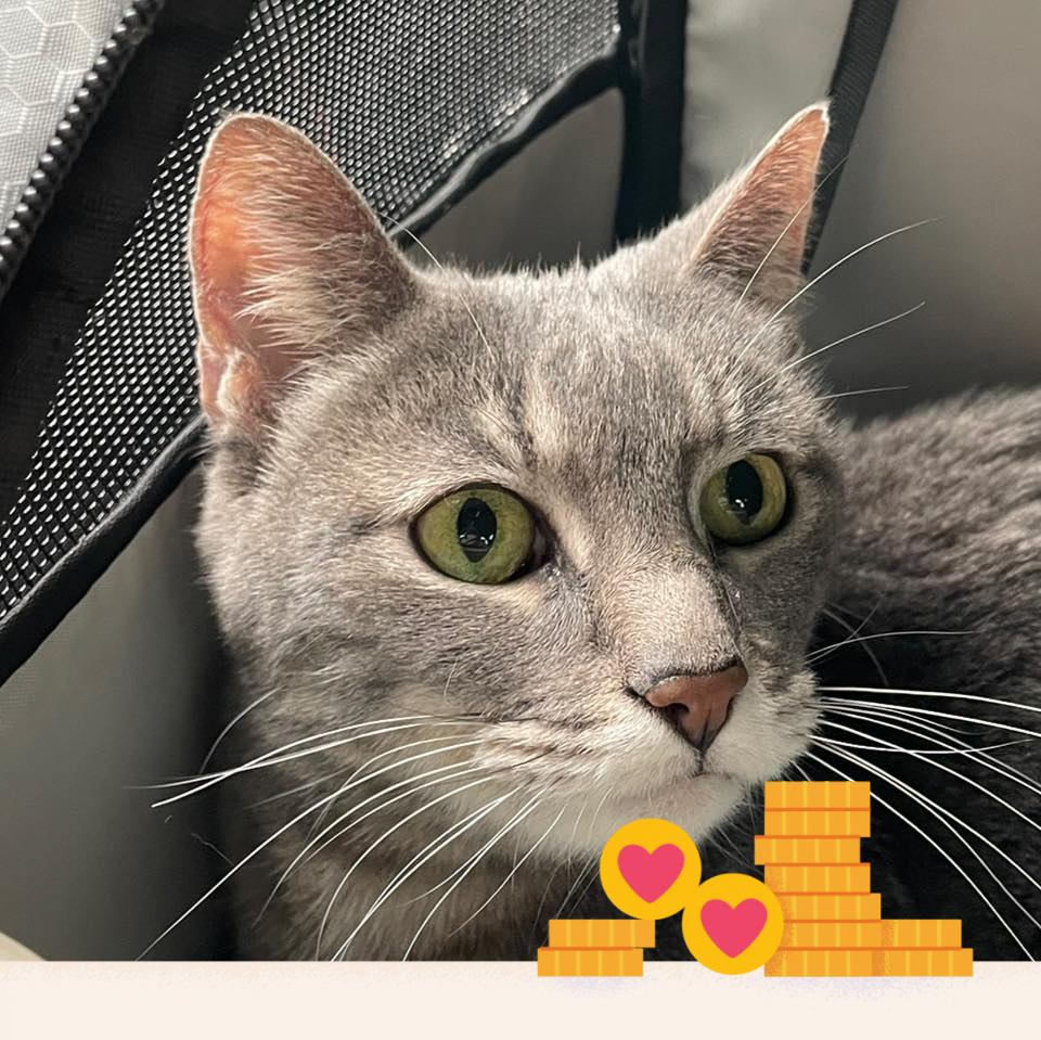 Surfcat Cafe And Adoptions | CUDDLY