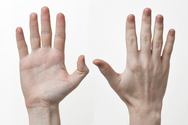 10 Interesting Facts About The Hand| In Fact Collaborative