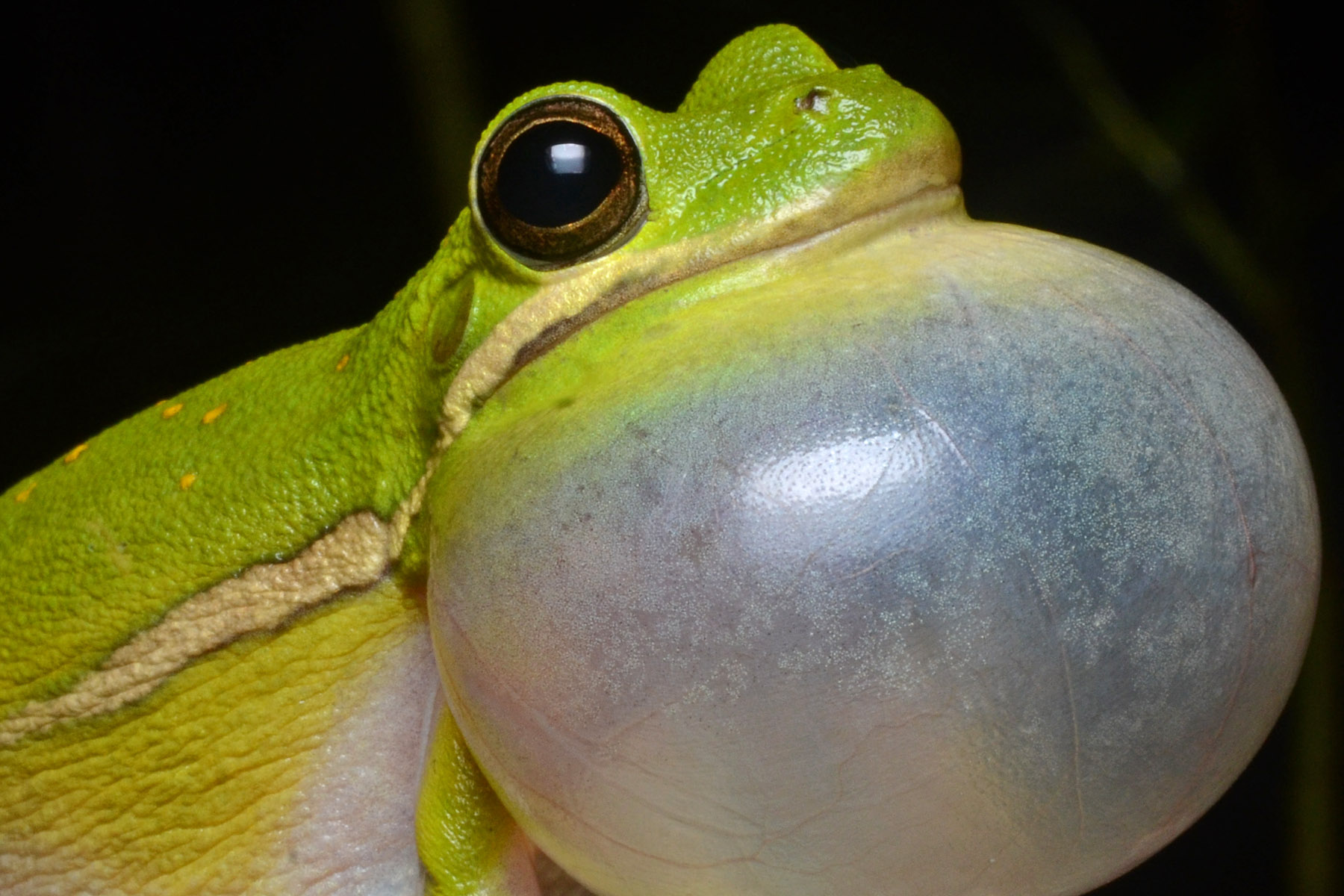 How Do Frogs Make Sound And Hear It? - The Infinite Spider
