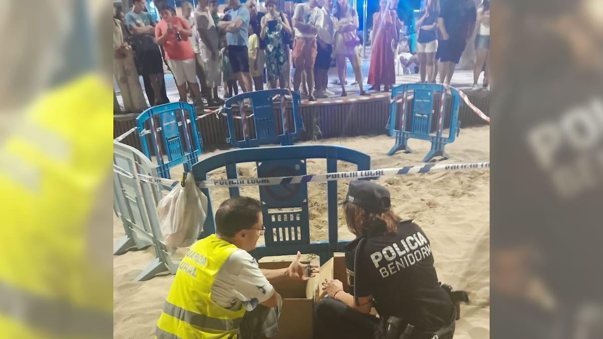 Pumapisa Ang Mga Pawikan Sa Levante Beach Sa Benidorm.