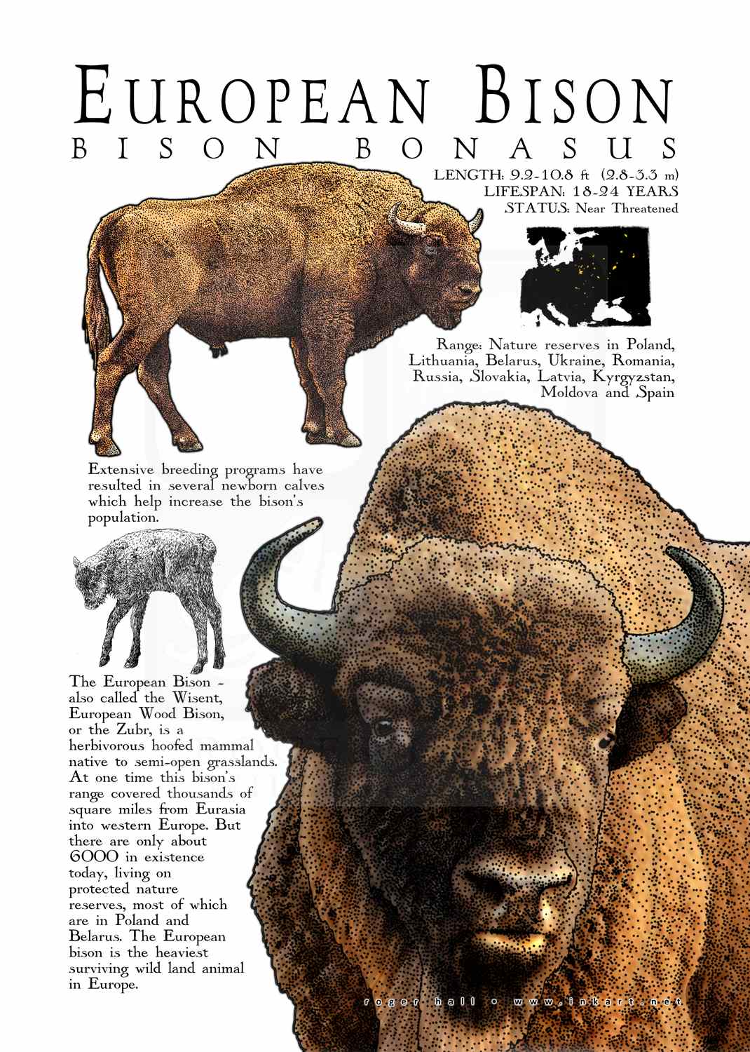 European Bison Hunting