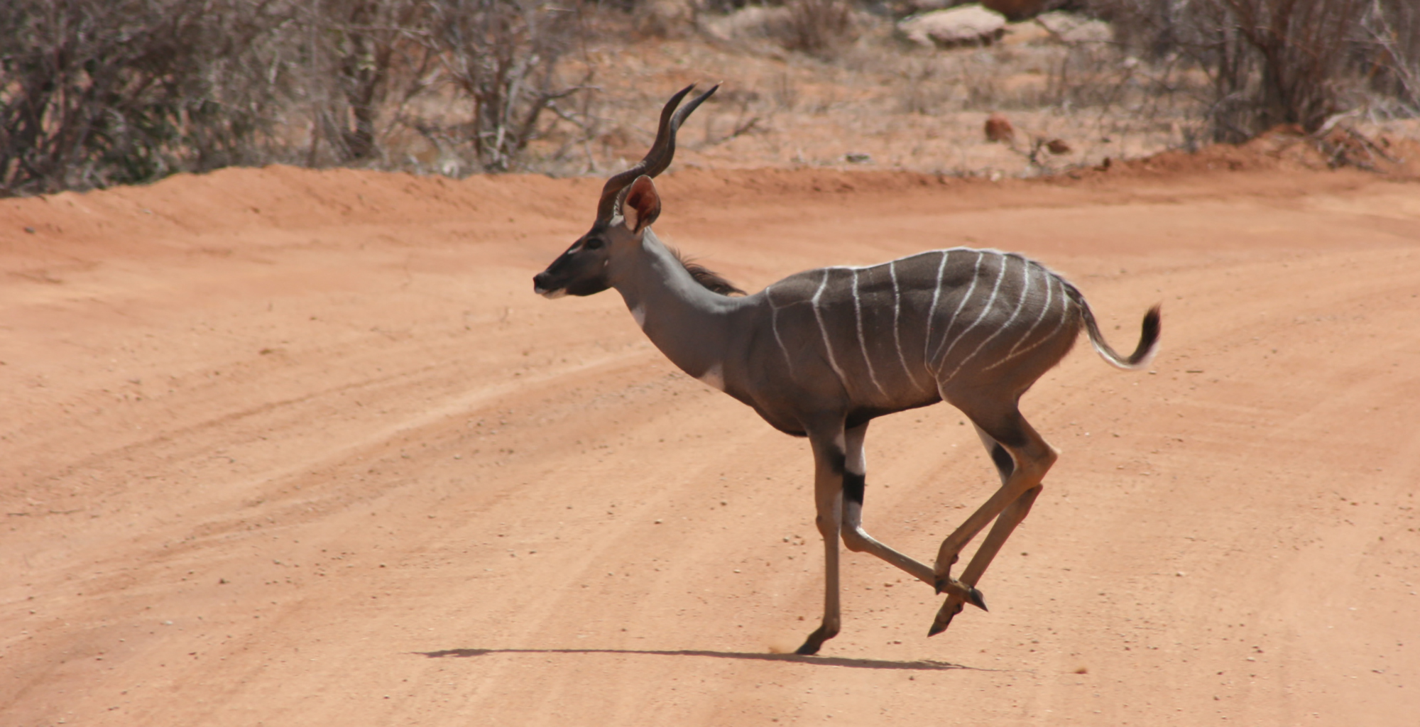 Galdessa In The Tsavo East National Park, Kenya - Journeys By Design
