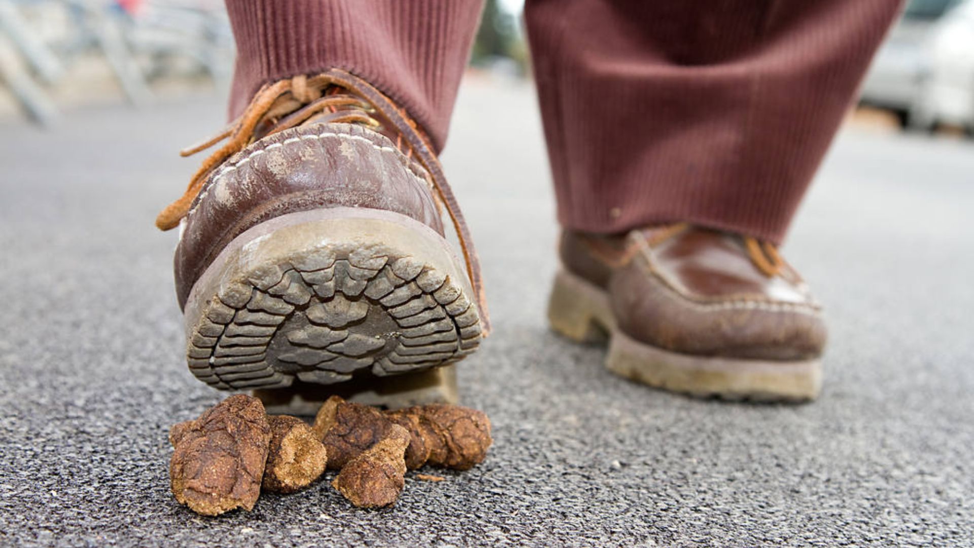 Stepping In Dog Poop Barefoot - It Signifies Good Luck