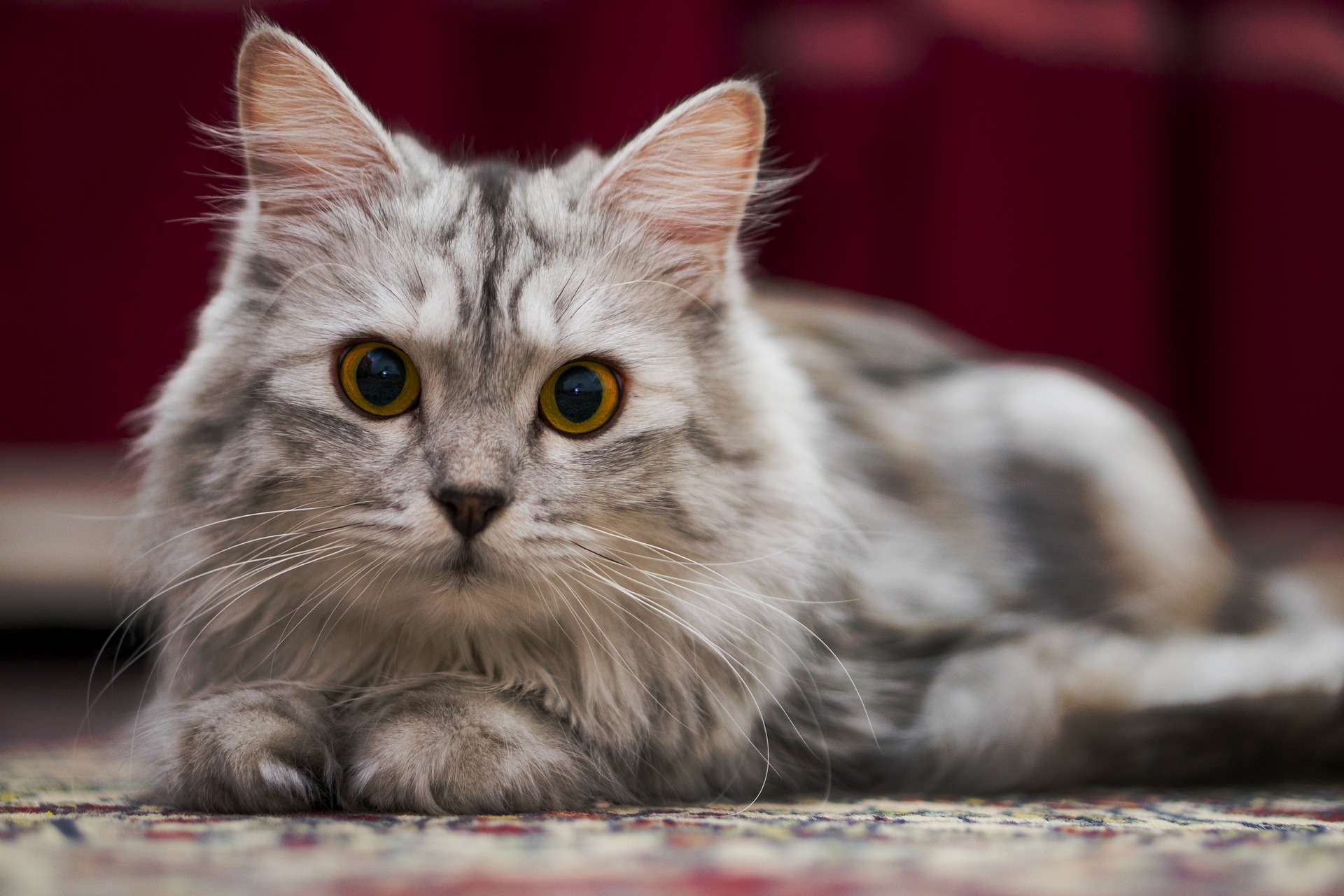 Online Cat Conference Makes Cat-Centric Content Accessible To All For Fifth Consecutive Year ...