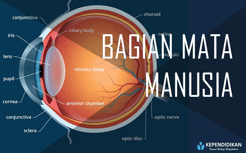 Bagian Bagian Mata Manusia Dan Fungsinya - Terkait Mata