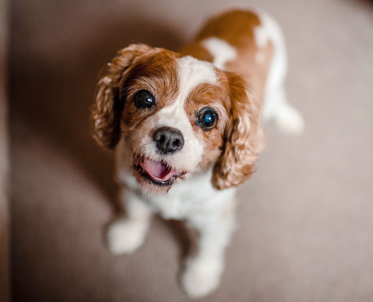 The top 20 cutest dog breeds in the world, ranked according to science - Country Life