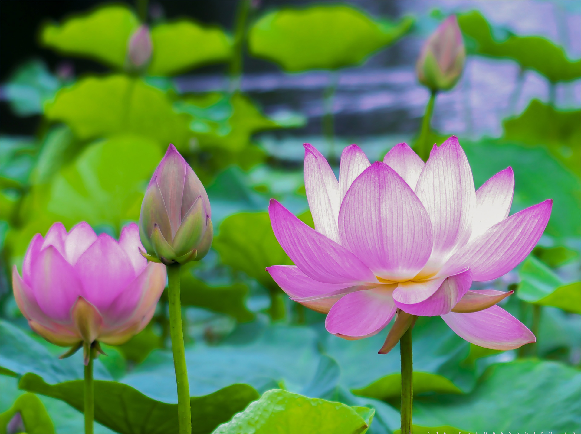 101+ Hình Ảnh Hoa Sen Đẹp Nhẹ Nhàng Như Nàng Thiếu Nữ