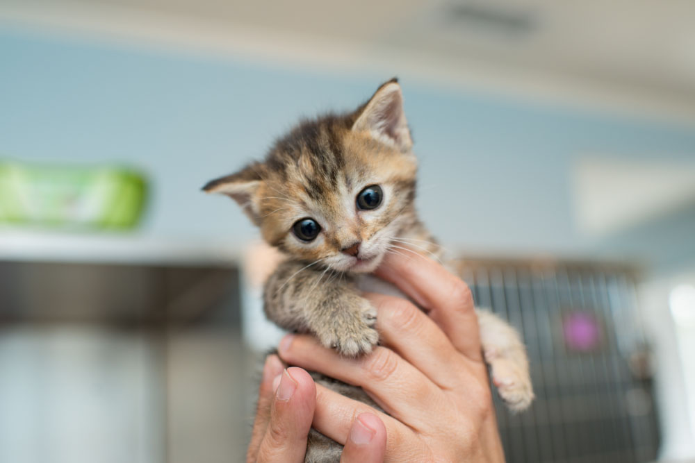 Cat Care - Kitten Rescue
