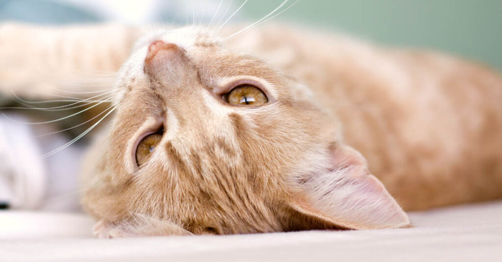 National-Tabby-Day-Your-Top-10-Tabby-Cat-Questions-Answered-Blog-Post-Header