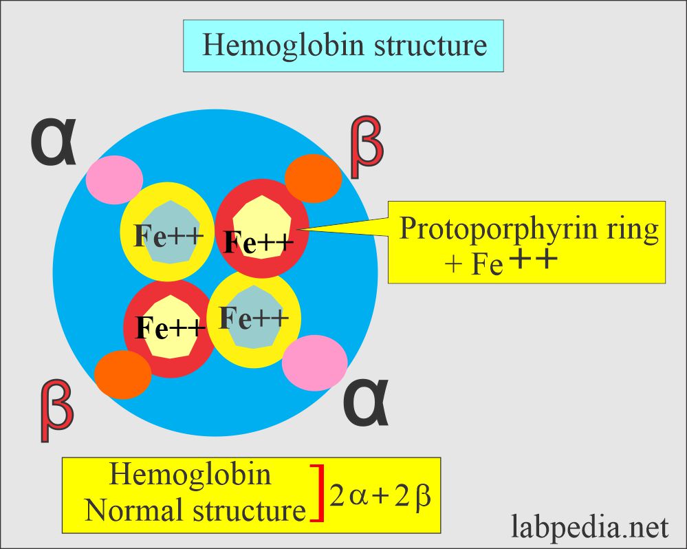 Structure Of Hemoglobin Diagram Hemoglobin Structure Molecul