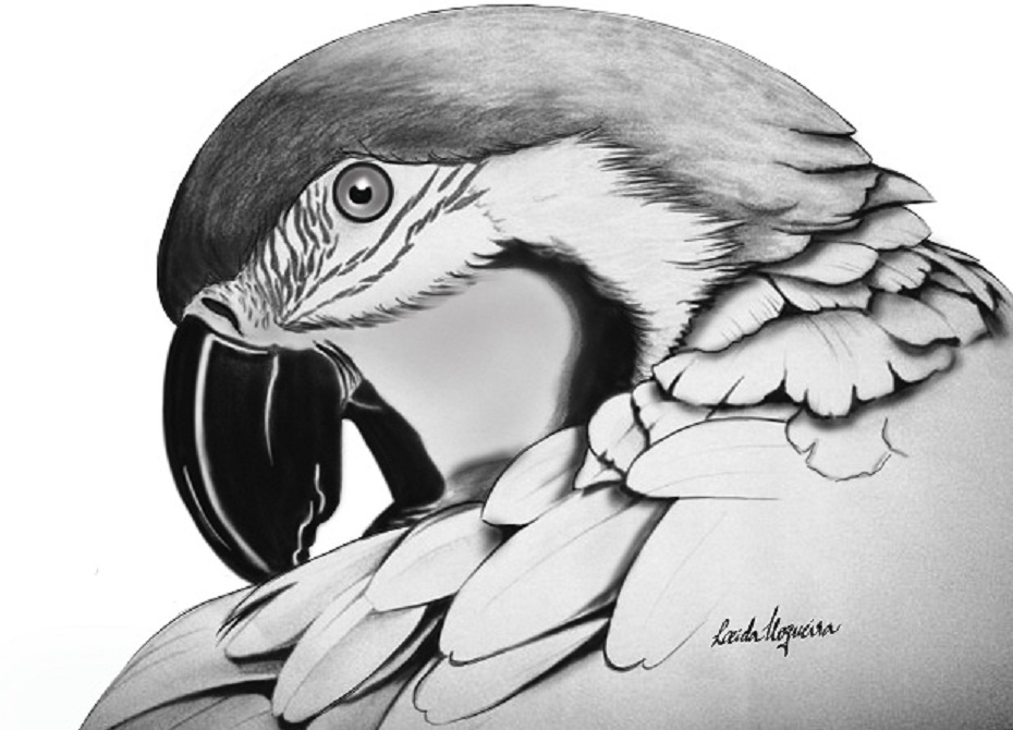 Learning To Draw: Drawing