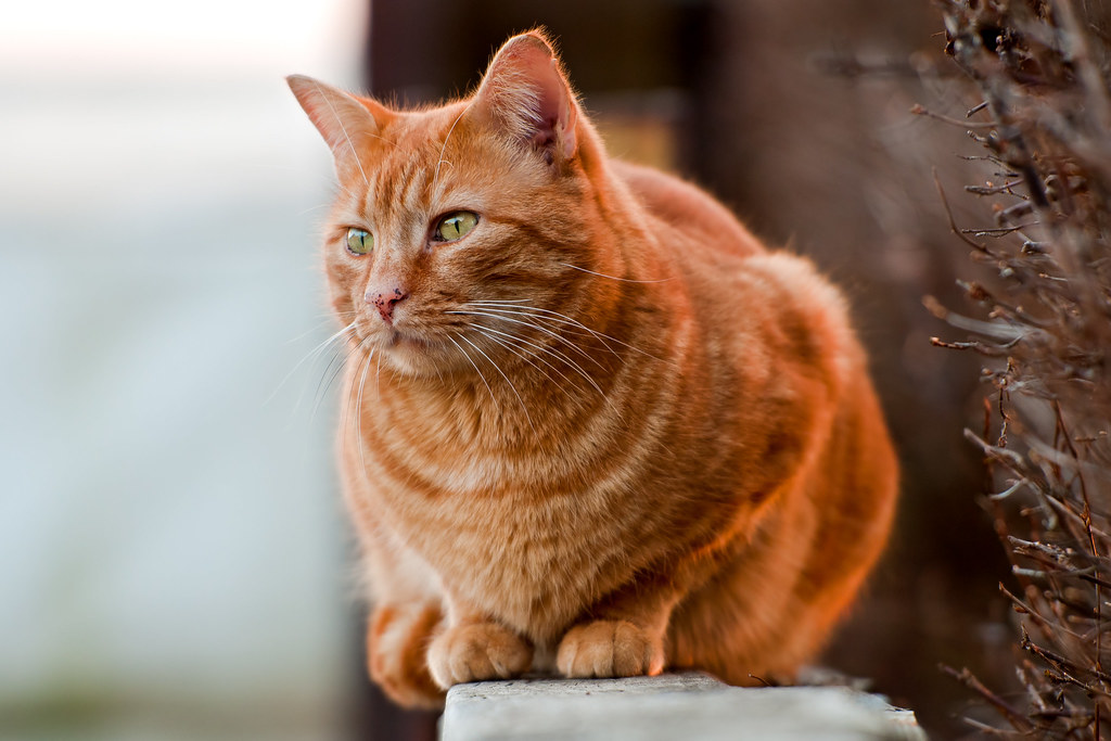 Top 10 Orange Cat Names for Your New Ginger Tabby- CatVills