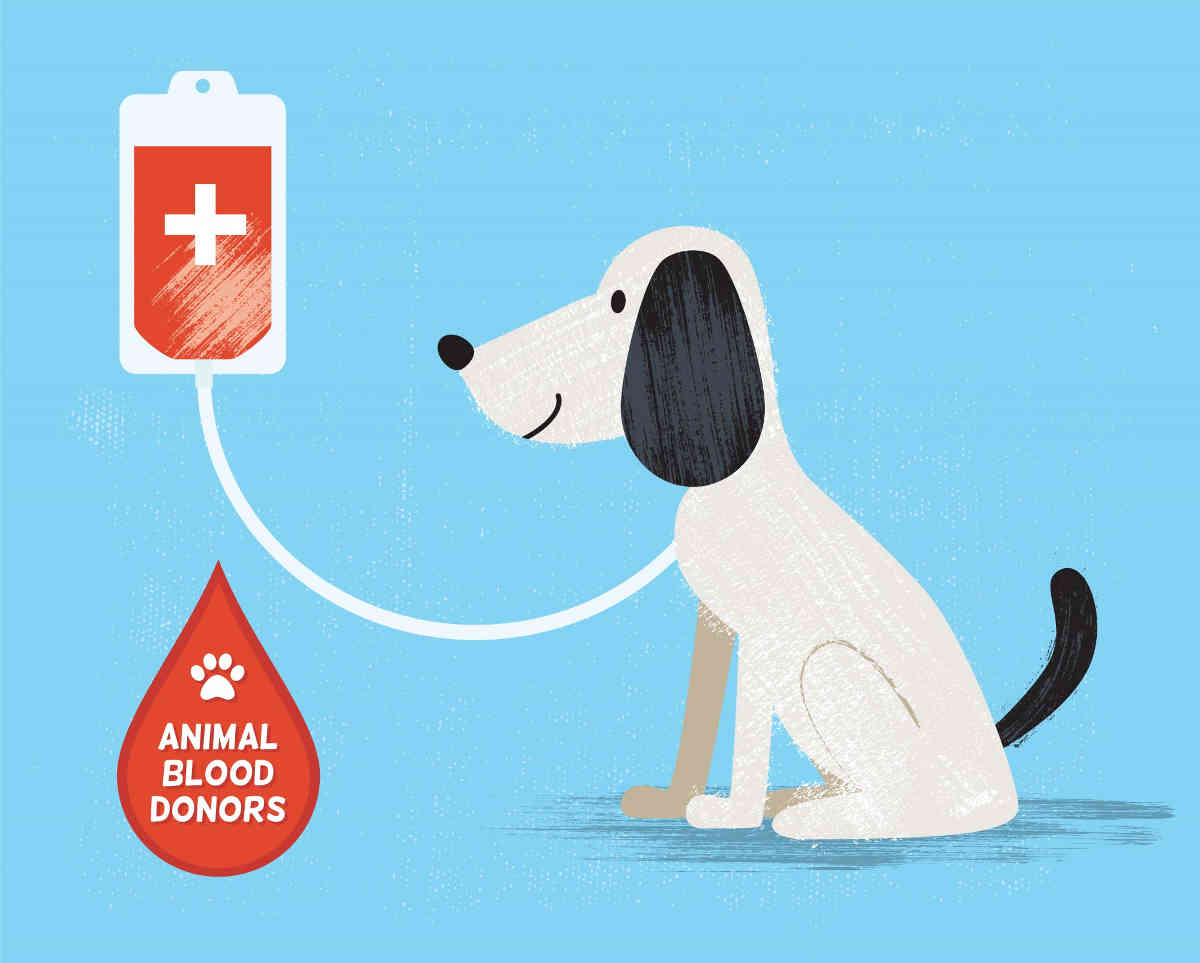 9 Science-Backed Reasons to Own a Dog - Lizizcon