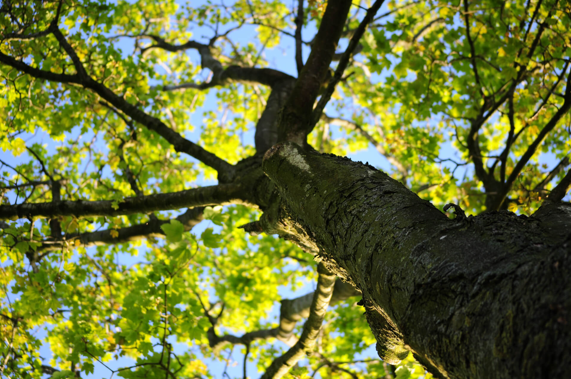 Finding &#39;Tree Equity:&#39; New Analysis Shows Neighborhoods That Need More Trees - Maryland Matters