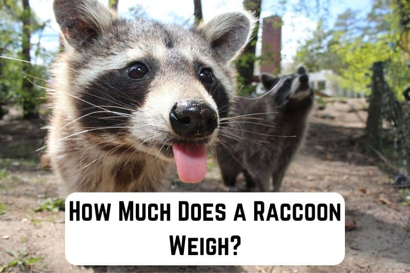 How Much Does A Raccoon Weigh?| Measuringly