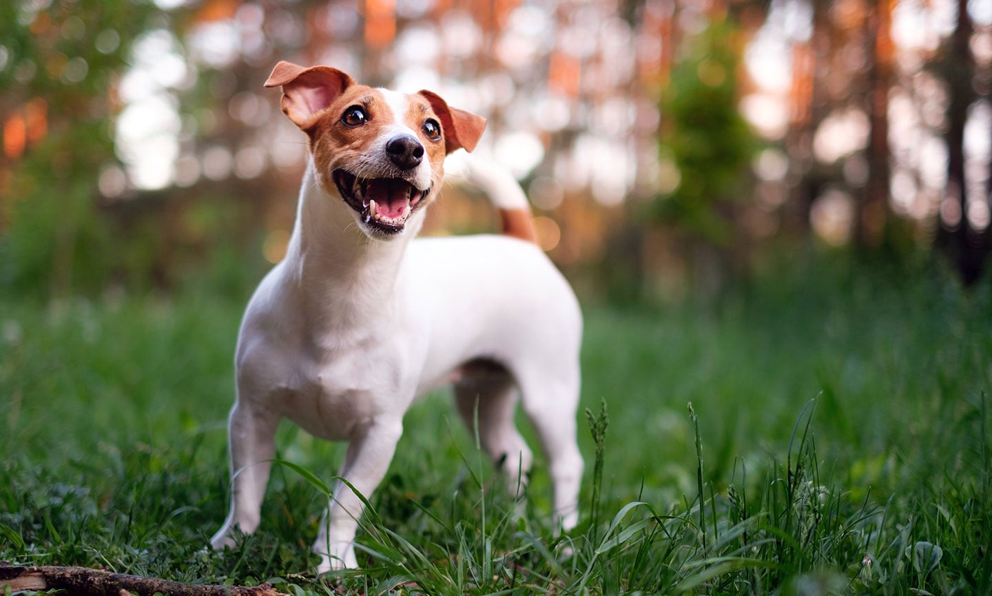 Jack Russell Dog Characteristics Factory Sale | dakora.com.co