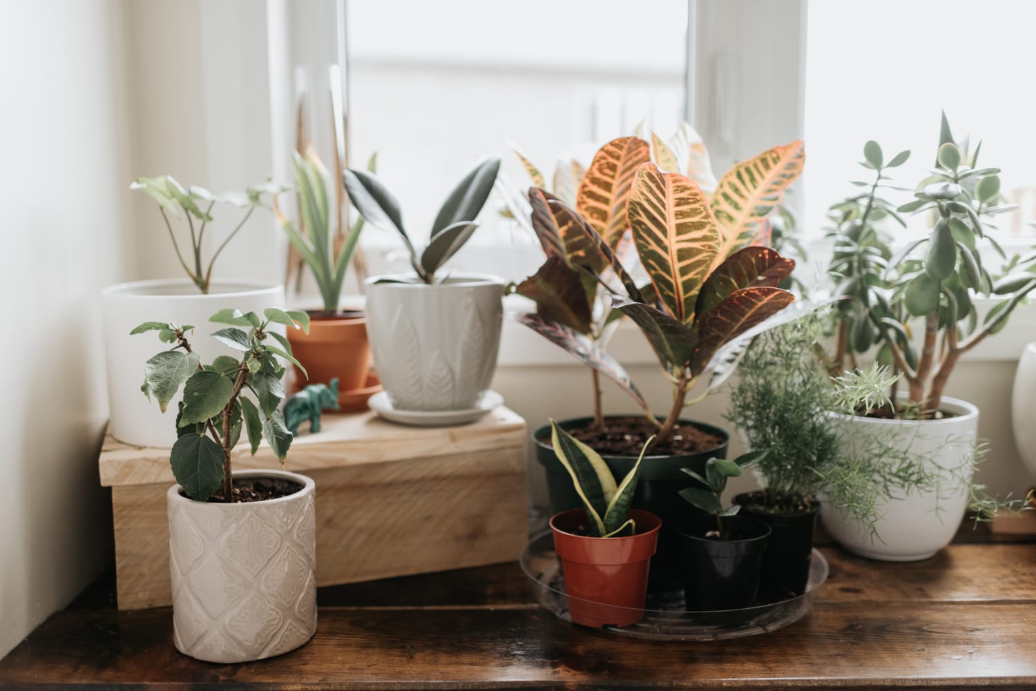 The 6 best indoor plants and how to care for them