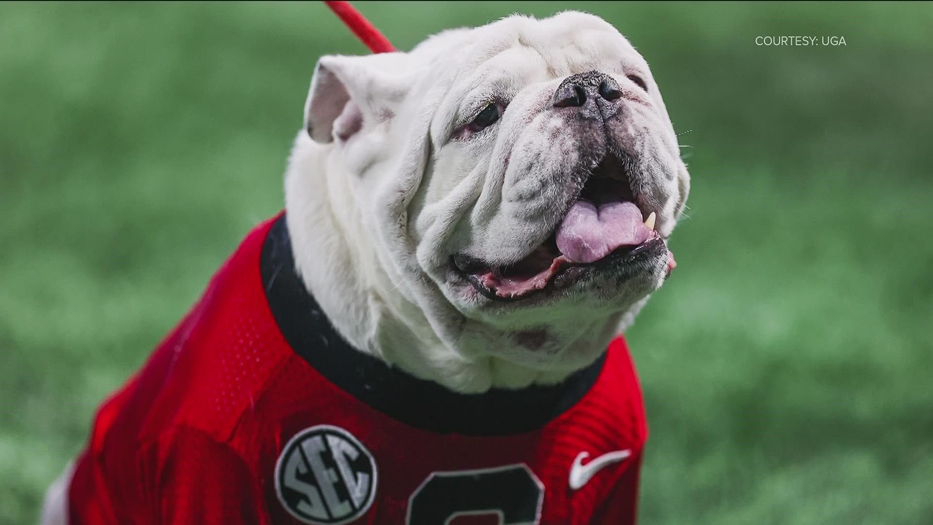 Caretaker Of Iconic Uga Mascot Explains Their History| 11alive.com