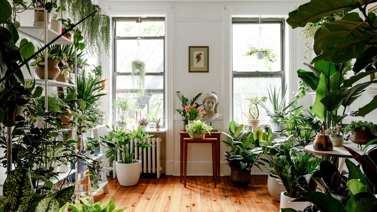 Living Room Plants | Cabinets Matttroy