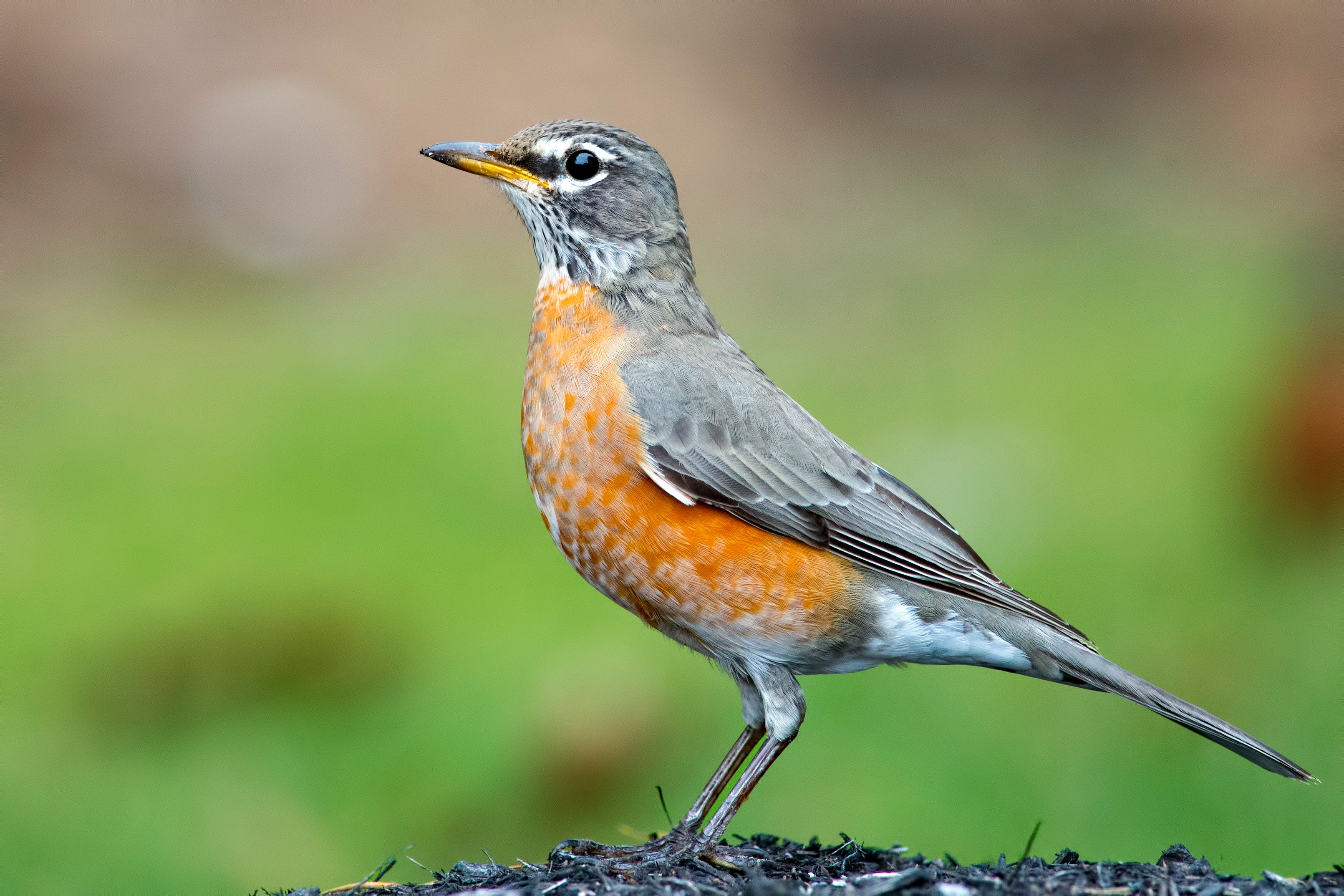 Robin