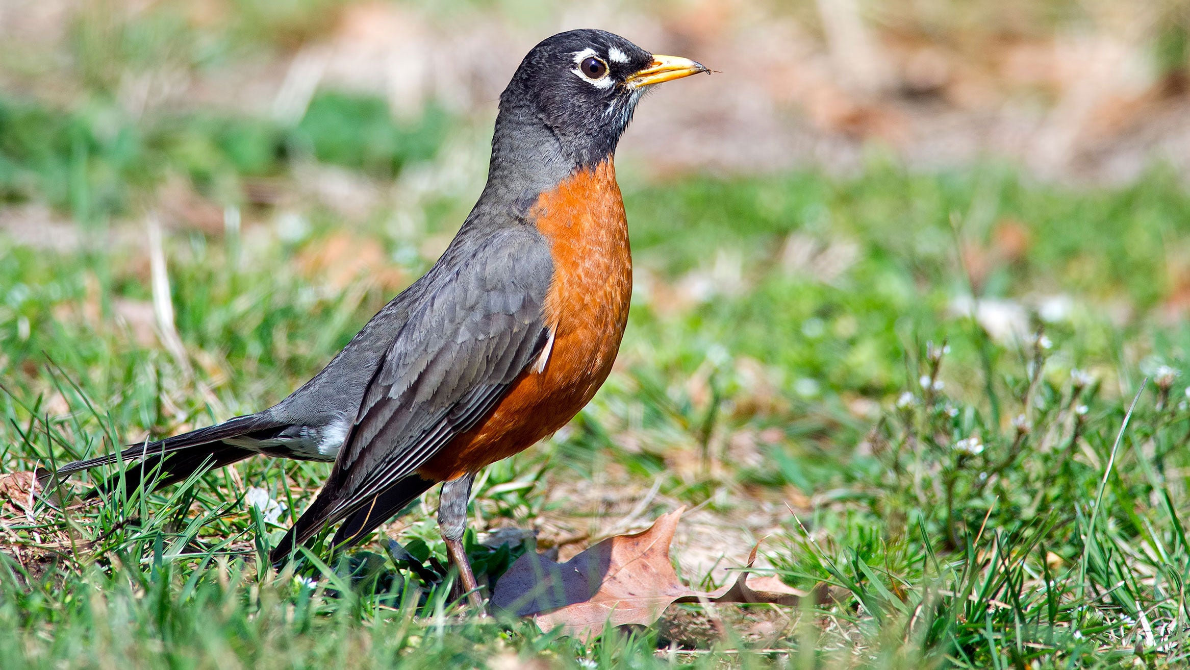 Audubon Birds Robin