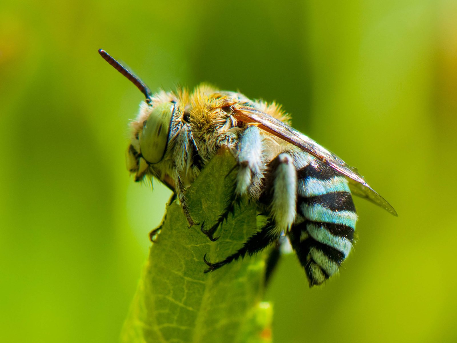 Viriathus Australia