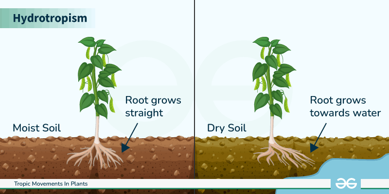Tropic Movements In Plants - GeeksforGeeks