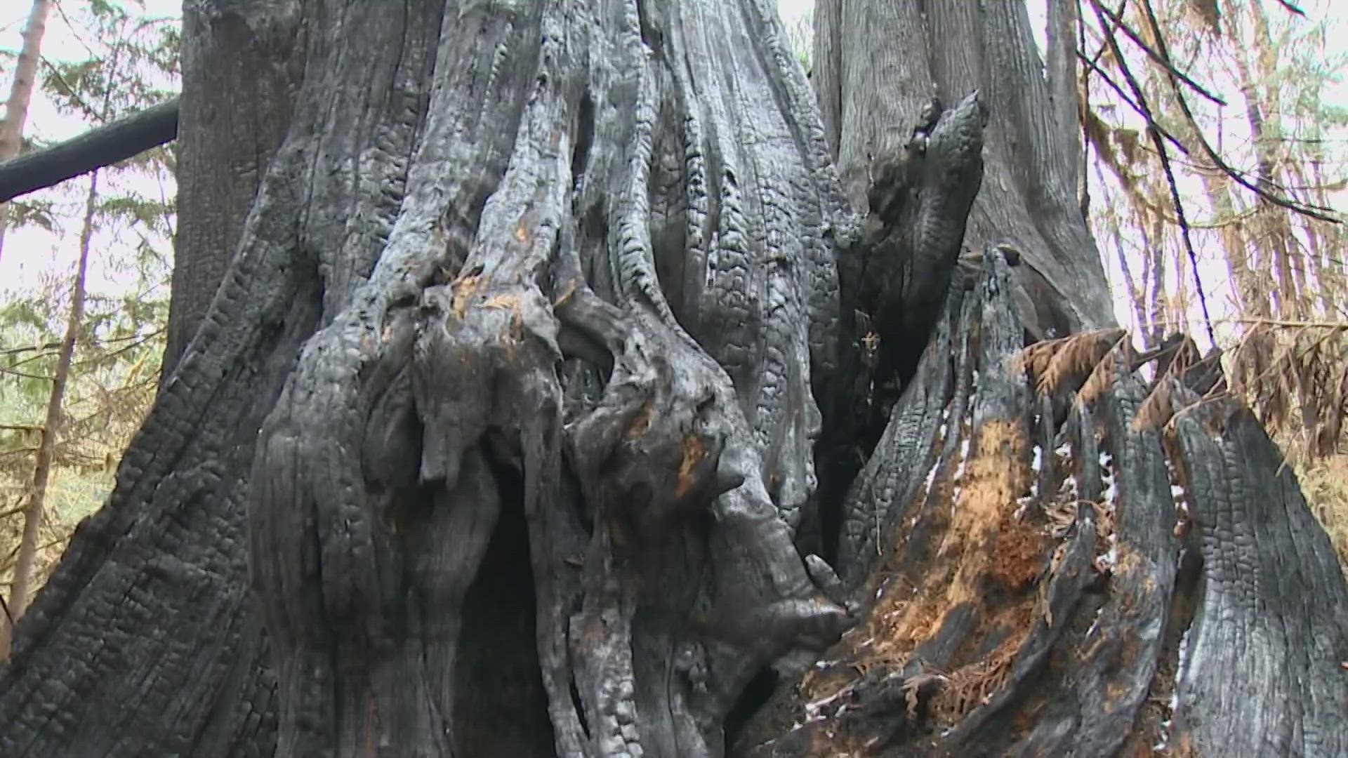 Proposed Legislation Addresses Wildfire Impacts In Western Washington| King5.com