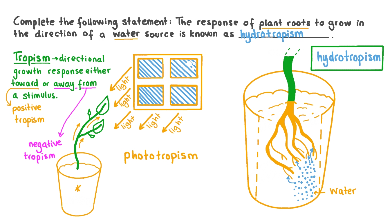 Hydrotropism In Plants