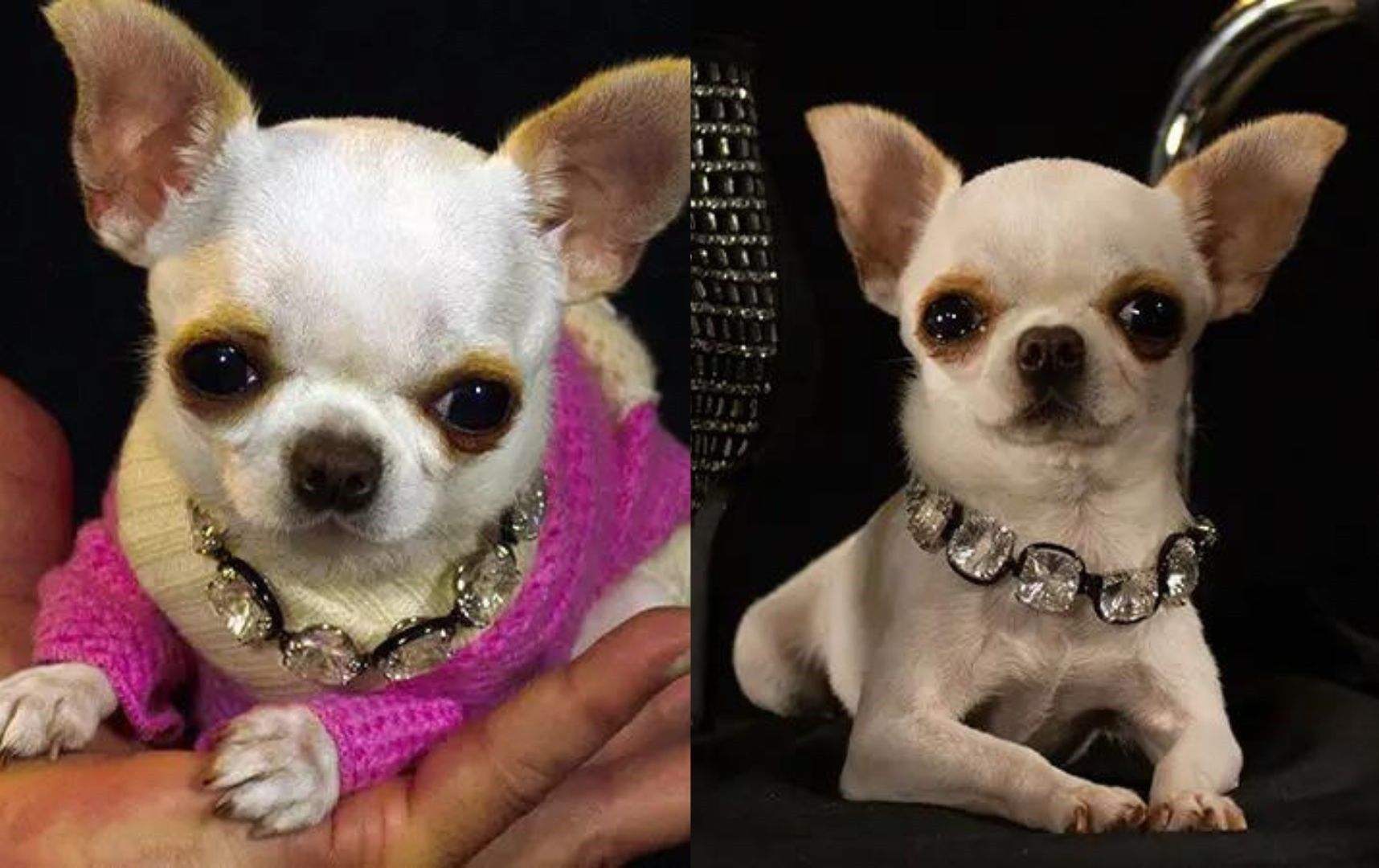 Which Is The Smallest Dog Breed In The World