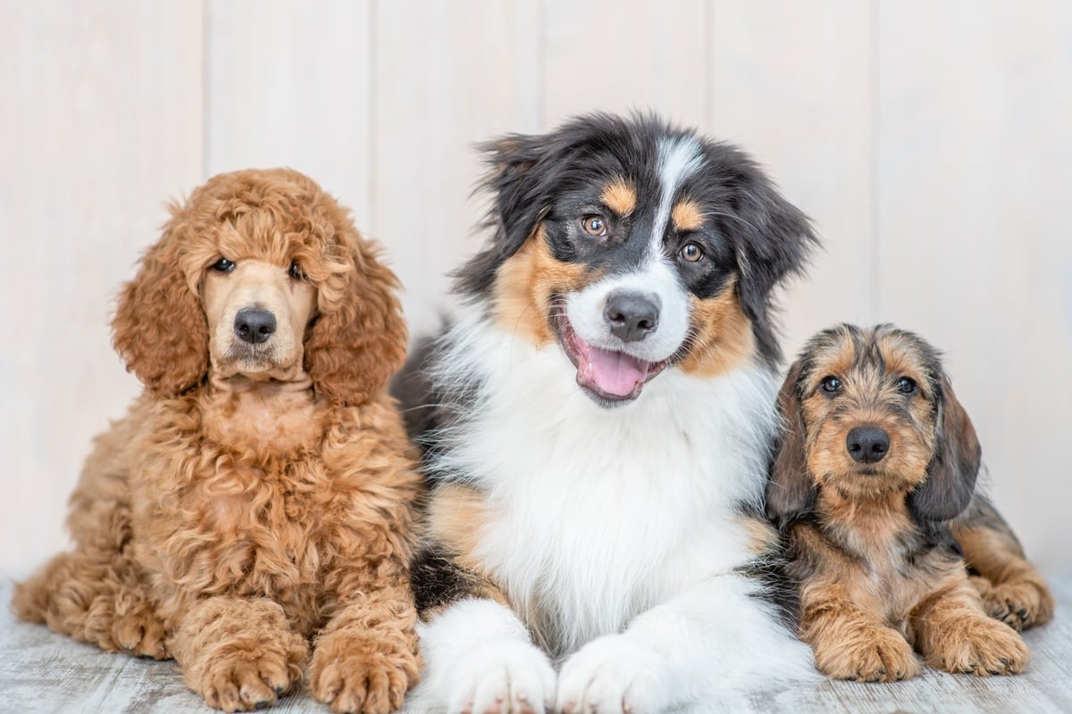 Top 10 Cutest Dogs