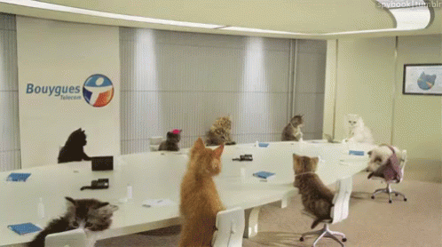 Cat Conference GIF - Cats Cute Conference - Découvrir et partager des GIF