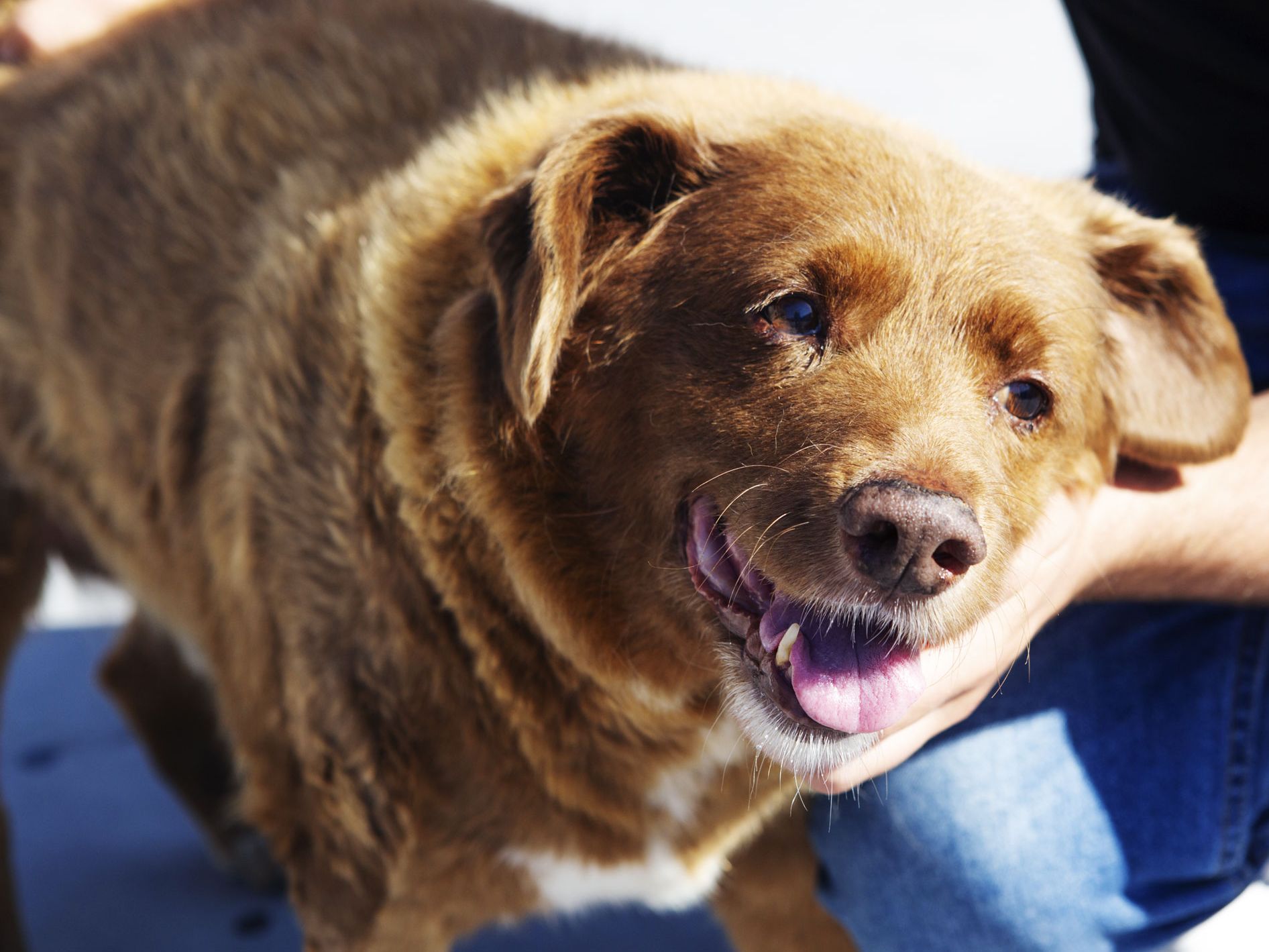 Was Bobi The World’s Oldest Dog—or A Fraud? - &#39;Wired&#39; News Summary (United States)| BEAMSTART