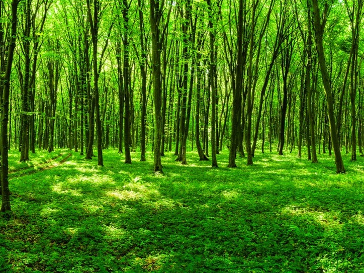 5 Better Ways To Say &#39;Green&#39; | Merriam-Webster