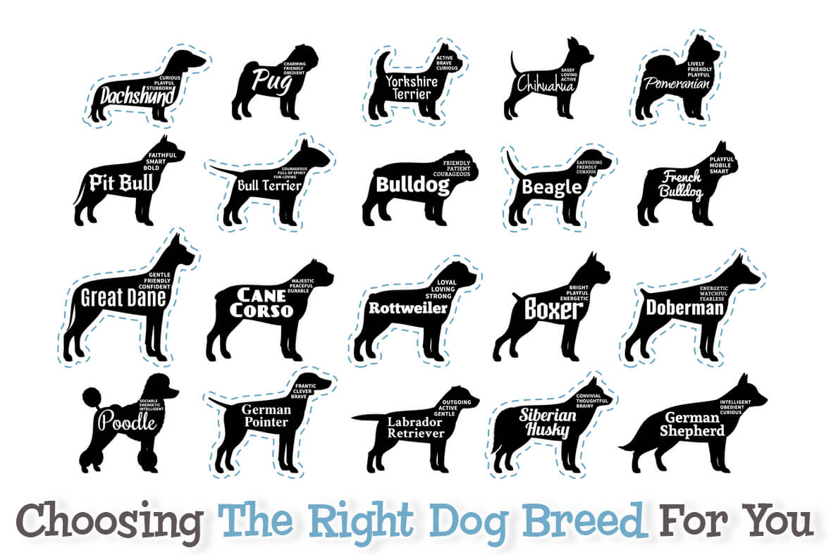 Choosing The Right Dog Breed For You - Miami Pet Concierge
