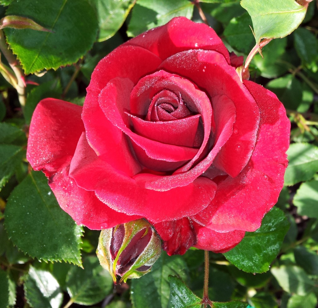 Beginner’s Rose List « Minnesota Rose Society
