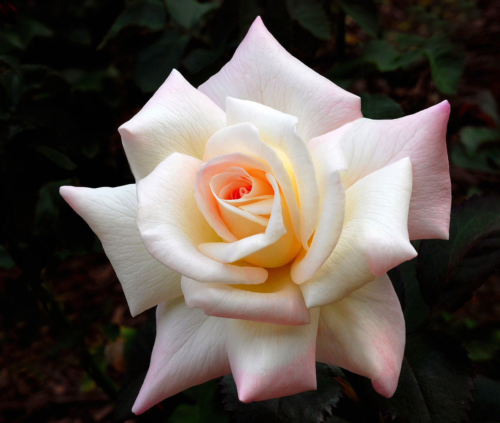 Beginner’s Rose List « Minnesota Rose Society