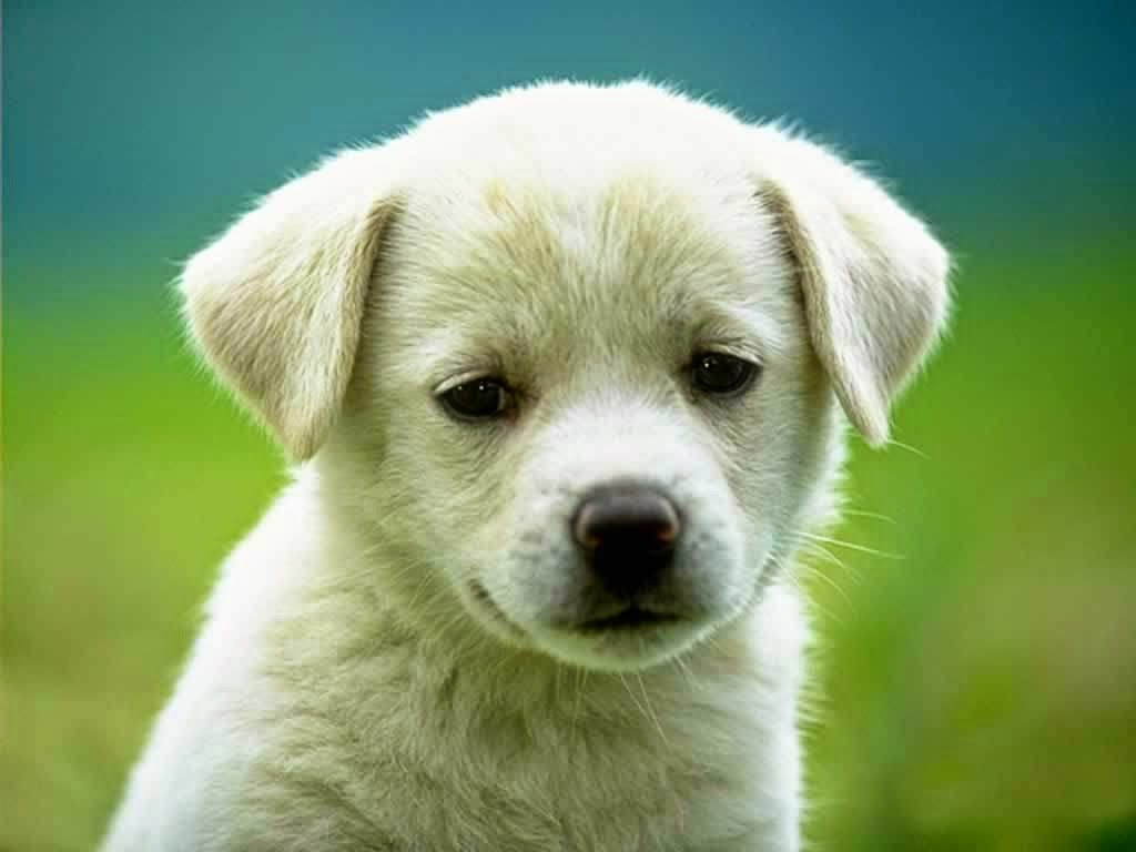 5 Characteristics We Should Learn From Dogs| By Ace Green| Medium
