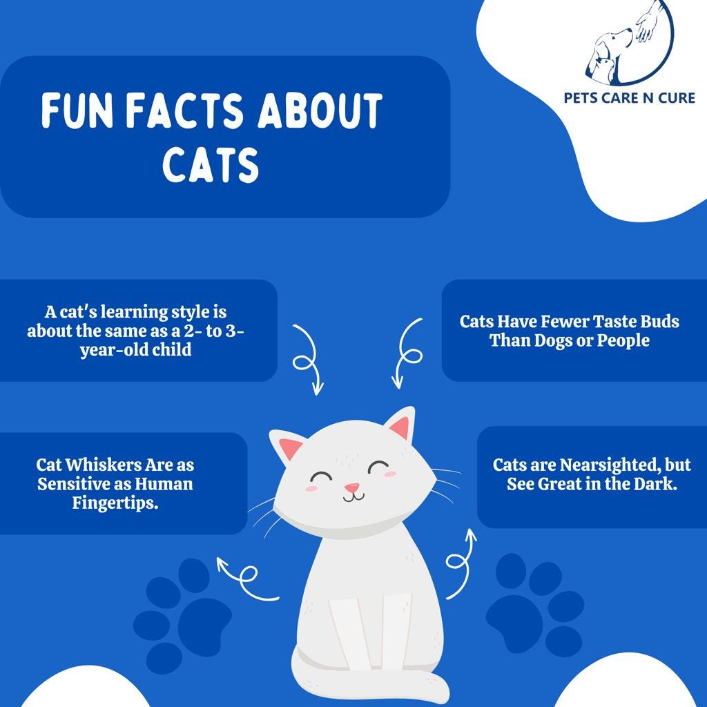 Fun Facts about Cats - Petscarencure - Medium